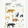 Affiche Animaux D'Asie Living Earth LILIPINSO Gris - Lilipinso -Philips Shop affiche animaux dasie living earth lilipinso