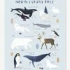 Affiche Animaux Pôle Nord/Sud Living Earth LILIPINSO Bleu Glacier - Lilipinso 2 Affiche Animaux Pôle Nord/Sud Living Earth LILIPINSO Bleu Glacier - Lilipinso -Philips Shop affiche animaux pole nordsud living earth lilipinso