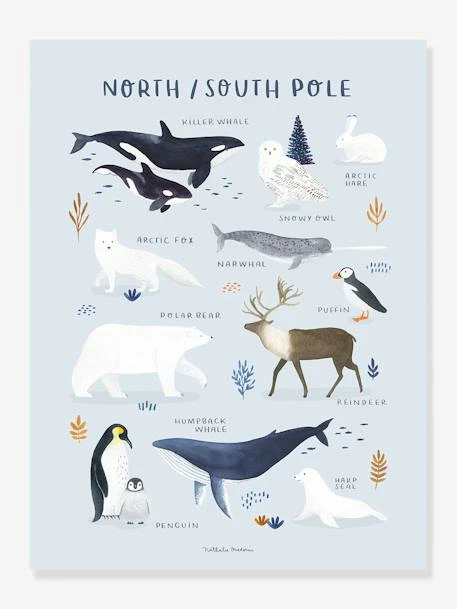Affiche Animaux Pôle Nord/Sud Living Earth LILIPINSO Bleu Glacier - Lilipinso 3 Affiche Animaux Pôle Nord/Sud Living Earth LILIPINSO Bleu Glacier - Lilipinso